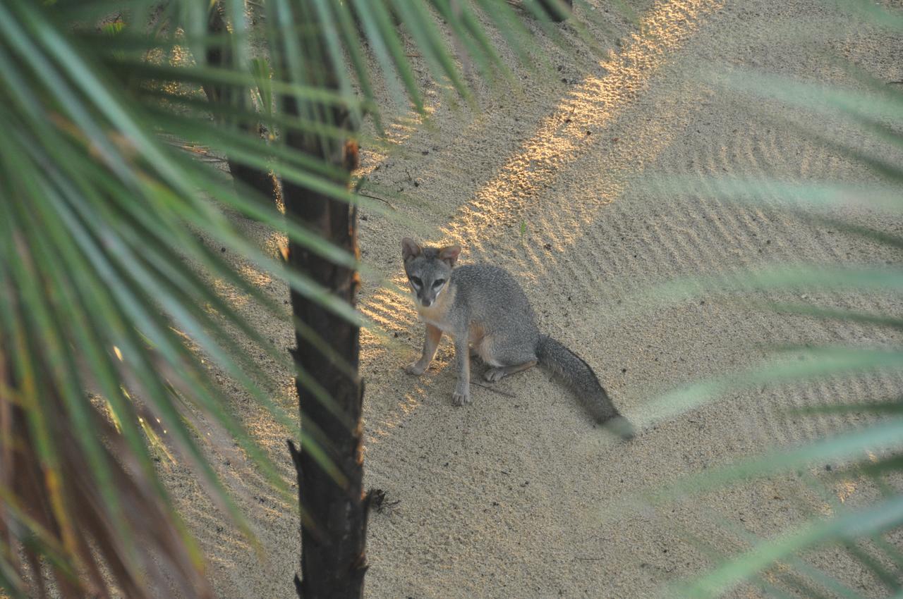 Sabal Beach Monkey River Town Exterior foto